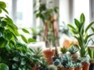 melhores plantas para apartamento
